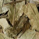 “Chaliponga (Diplopterys cabrerana) – tørrede blade fra Amazonas, etnobotanisk plante med naturlig farve og kvalitet”