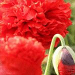 “Papaver somniferum Opiumsvalmue – ethnobotanisk prydplante med farverige blomster”