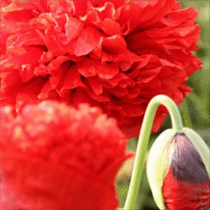 “Papaver somniferum Opiumsvalmue – ethnobotanisk prydplante med farverige blomster”